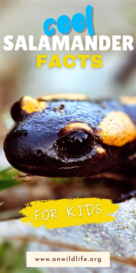 Anaconda facts for kids – on wildlife podcast – Artofit