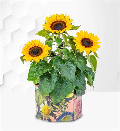 Mother's Day Plants | Prestige Hampers