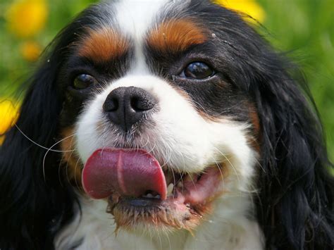 Why Is My Dog Coughing? - PetHelpful