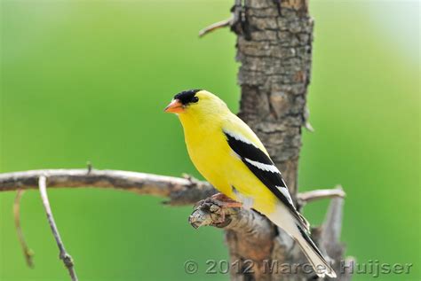 Marcel Huijser Photography Backyard Wildlife In Missoula Montana