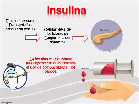 Efectos Metab Licos De La Insulina Y El Glucag N Ppt