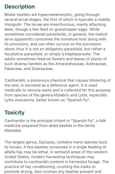 Blister Beetle Animals Animals And Plants Living In The Forest