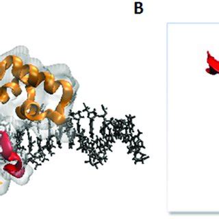 Clustal X Alignment Of Amino Acids From CD8 Chain Precursors Regions