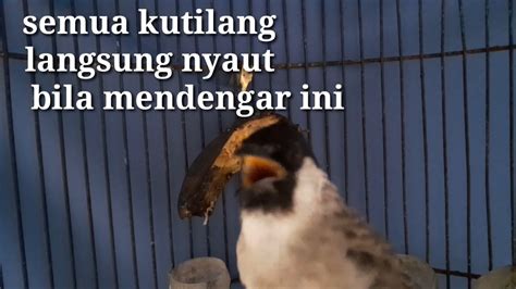 Suara Burung Kutilang Gacor Ampuh Untuk Panggilan Kutilang Liar Dan