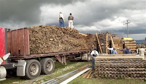 Decomisaron 98 metros cúbicos de madera en San José del Rincón