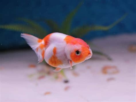 Ranchu Goldfish Care Guide Types Tank Mates More With Pictures