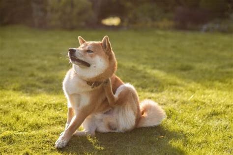 Dog Food Allergy Diagnosis Prognosis Zooplus Magazine