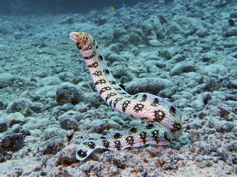 Facts About Moray Eels | HubPages