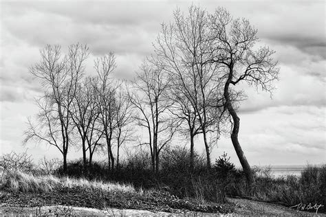 Naked Trees Photograph By Phill Doherty Pixels