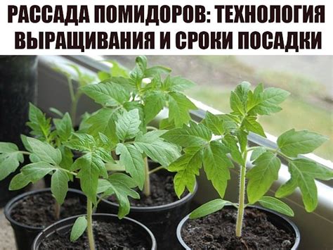 РАССАДА ПОМИДОРОВ: ТЕХНОЛОГИЯ ВЫРАЩИВАНИЯ И СРОКИ ПОСАДКИ