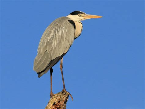 Ardea Cinerea Moulin2roues
