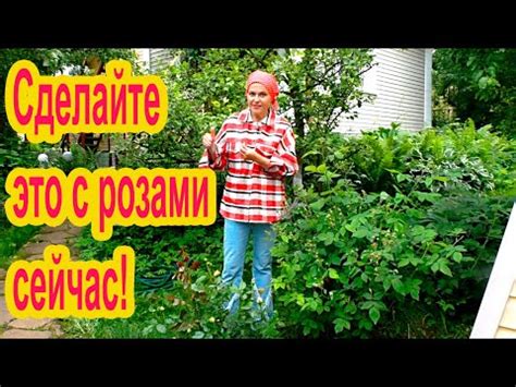 Уход за розами в конце июня - YouTube