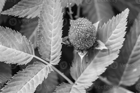 Beautiful Berry Branch Japanese Strawberry Bush 11889452 Stock Photo At