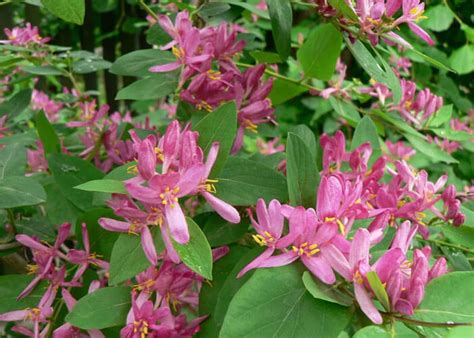 Жимолость Татарская : описание и характеристики сорта