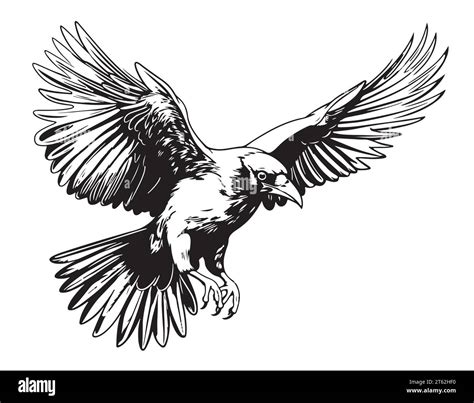 Crow flying sketch hand drawn Vector illustration Wild birds Stock