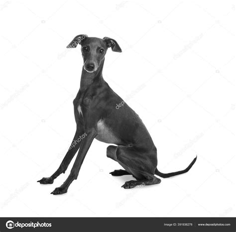 Miniature Italian Greyhound Black And White