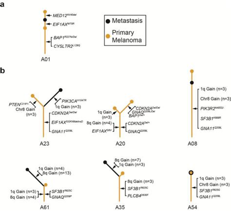 Sf3b1 And Eif1ax Mutant Uveal Melanomas Acquire Additional Oncogenic