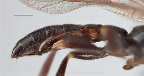 Exochus Anospilus Sensu Thomson Ventrolateral Scale Bar Flickr