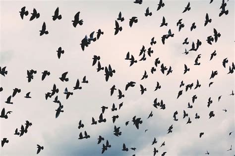 Qual O Coletivo De Aves - Qual é o coletivo de pássaros? - Tem Concursos