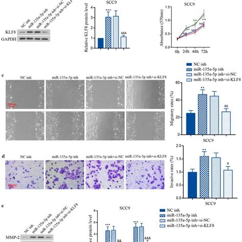 MiR 135a 5p Inhibition Exacerbated Tumor Cell Progression Through