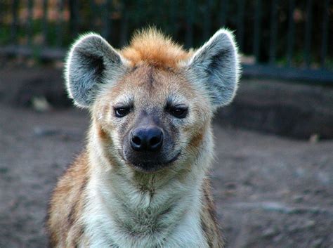 Hyena Face Jackal, Hyena, Canine, Kangaroo, Wild, Portrait, Animals ...