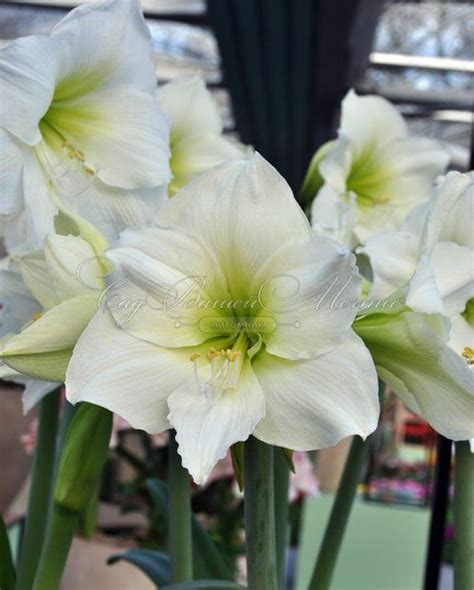 Амариллис белый / Amaryllis white - Луковицы амариллиса - купить ...