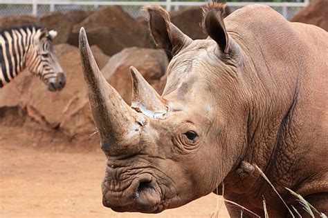 Rhino Aggressive Stock Photos Pictures And Royalty Free Images Istock