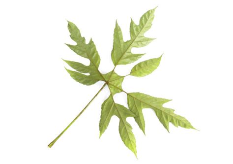 palmate leaf pictures stock  pictures royalty  images