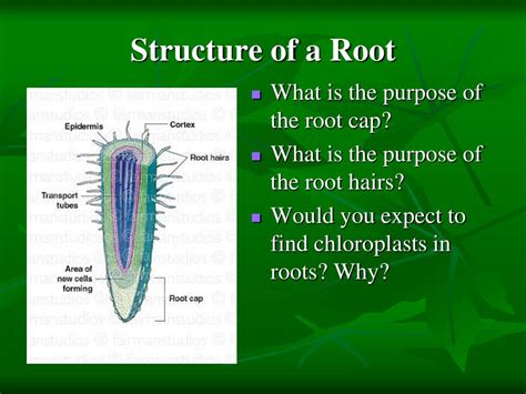 Ppt Parts Of A Vascular Plant Powerpoint Presentation Free Download