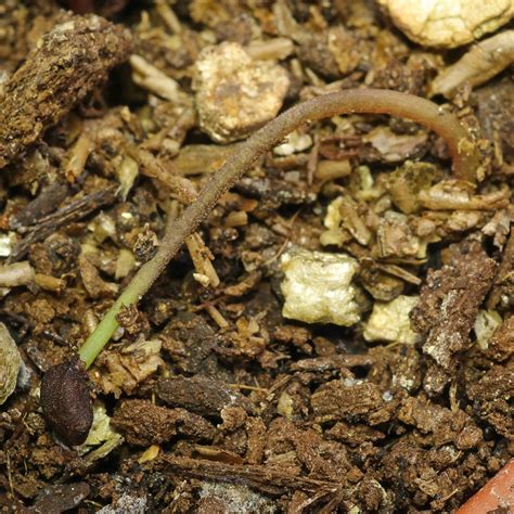 How to grow Cyclamen persicum from seeds