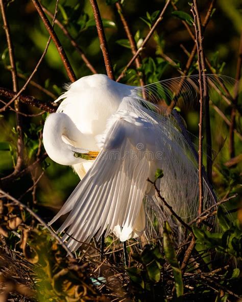 Great Egret Plumage And Breeding Season Stock Image Image Of Water