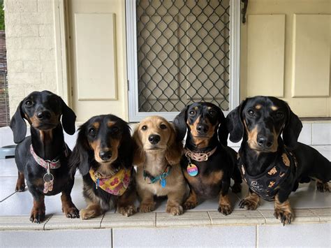 Big Al's Ranch - Dachshunds... - Big Al's Ranch - Dachshunds