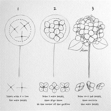 How To Draw A Hydrangea Flower Step By | Best Flower Site