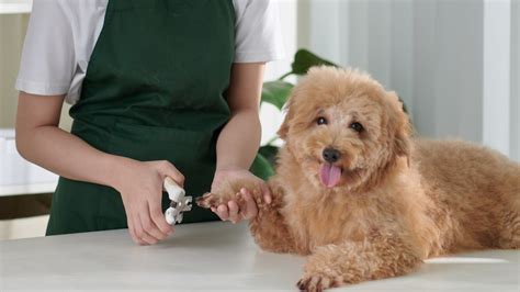 Small Animal Care In Fargo, ND | Southgate Veterinary Hospital