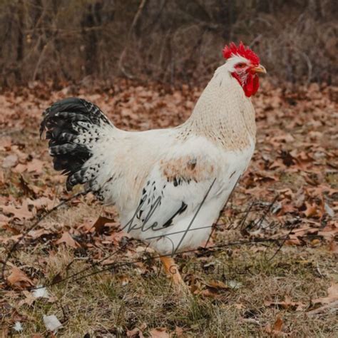 Red Sex Link Chickens For Sale Online Baby Chicks Cackle Hatchery