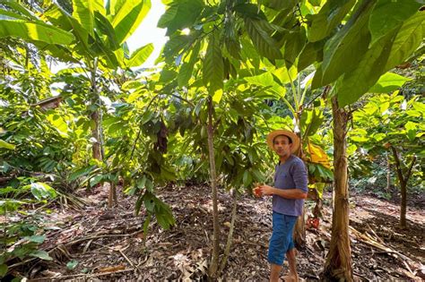 Sistemas Agroflorestais Impulsionam Produ O Agr Cola Em S O Geraldo Do