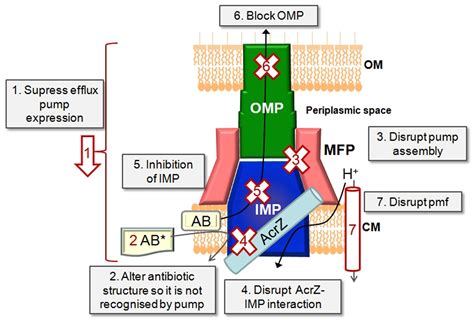 Frontiers RND Type Drug Efflux Pumps From Gram Negative Bacteria