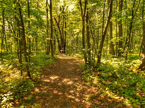 in the woods (shadorma) – michaeljordahl