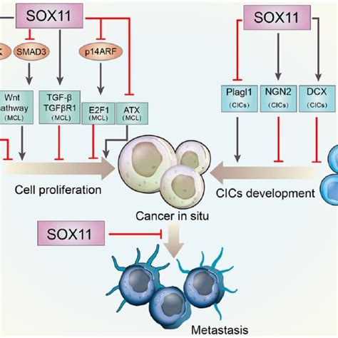 Schematic Representation Of Tumor Suppressive Roles Of Sox11 In Cancer