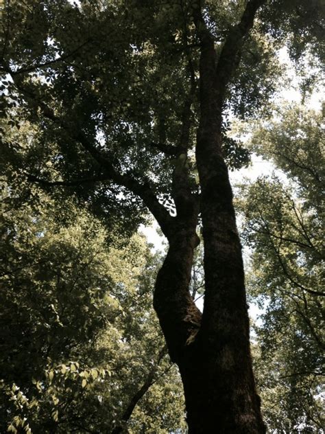 Free Images Tree Nature Forest Grass Outdoor Branch Sky