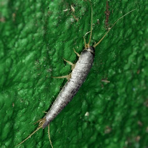 Silverfish - Eco Friends Pest Control