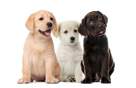 6 Labrador Colors A Complete Overview With Pictures Hepper