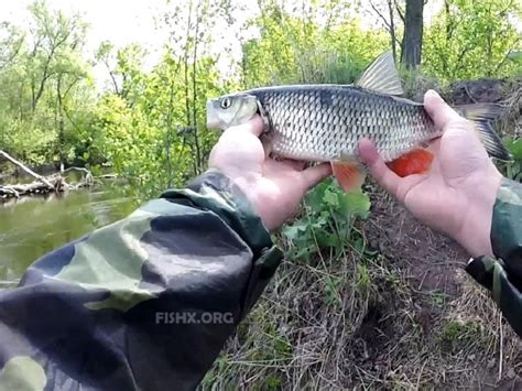 Ловля голавля нахлыстом: выбор снастей, мест ловли, нимф