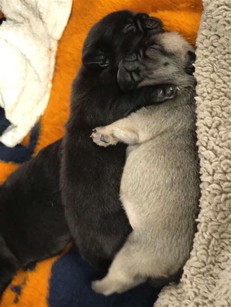 Why Do Pugs Like To Cuddle