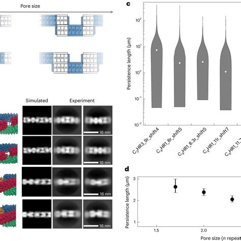 Sculpting the structures and persistence length of the patterned ...