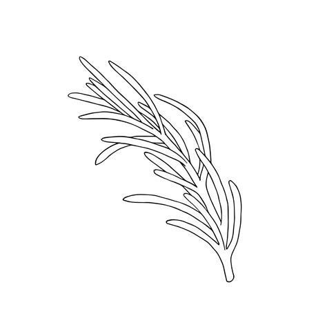 Premium Vector | Black and white silhouette of rosemary or pine spruce