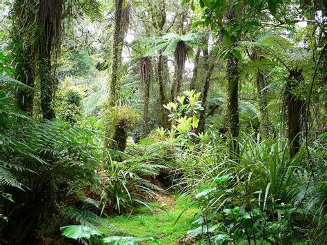 A Lush Green Forest Filled With Lots Of Trees And Plants Next To A