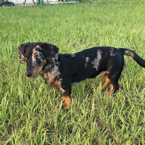 Dachshund Australian Cattle Dog Mix