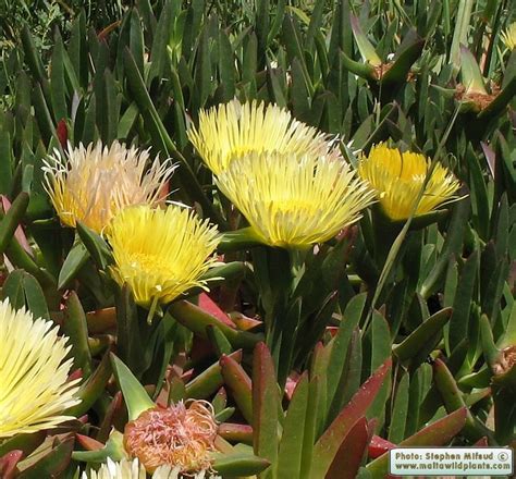Carpobrotus edulis (Hottenot Fig) : MaltaWildPlants.com - the online ...