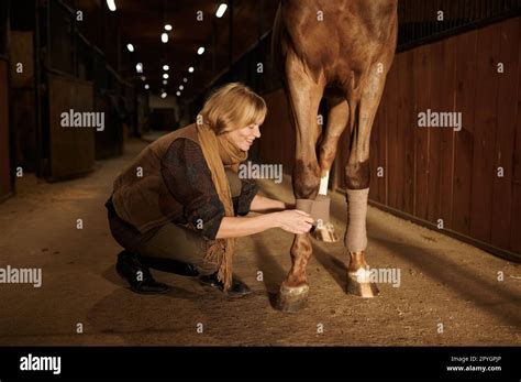 Dueño del caballo de la mujer que pone el vendaje en la pierna del